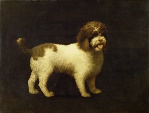 A Water Spaniel